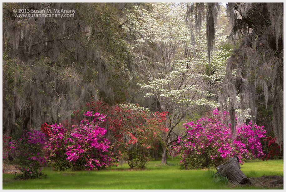 Dogwood In Bloom