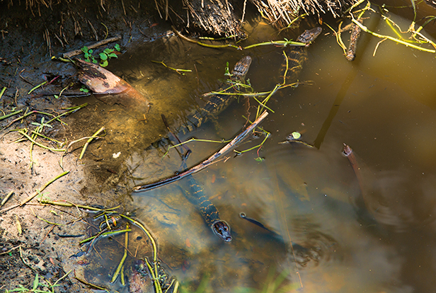 juvenile alligators in Myakka river