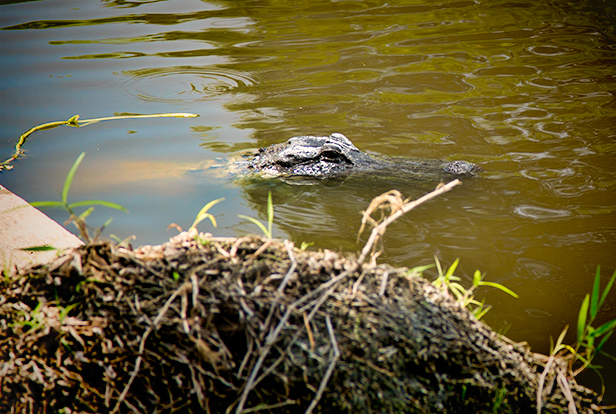 adult alligator in Myakka River Florida