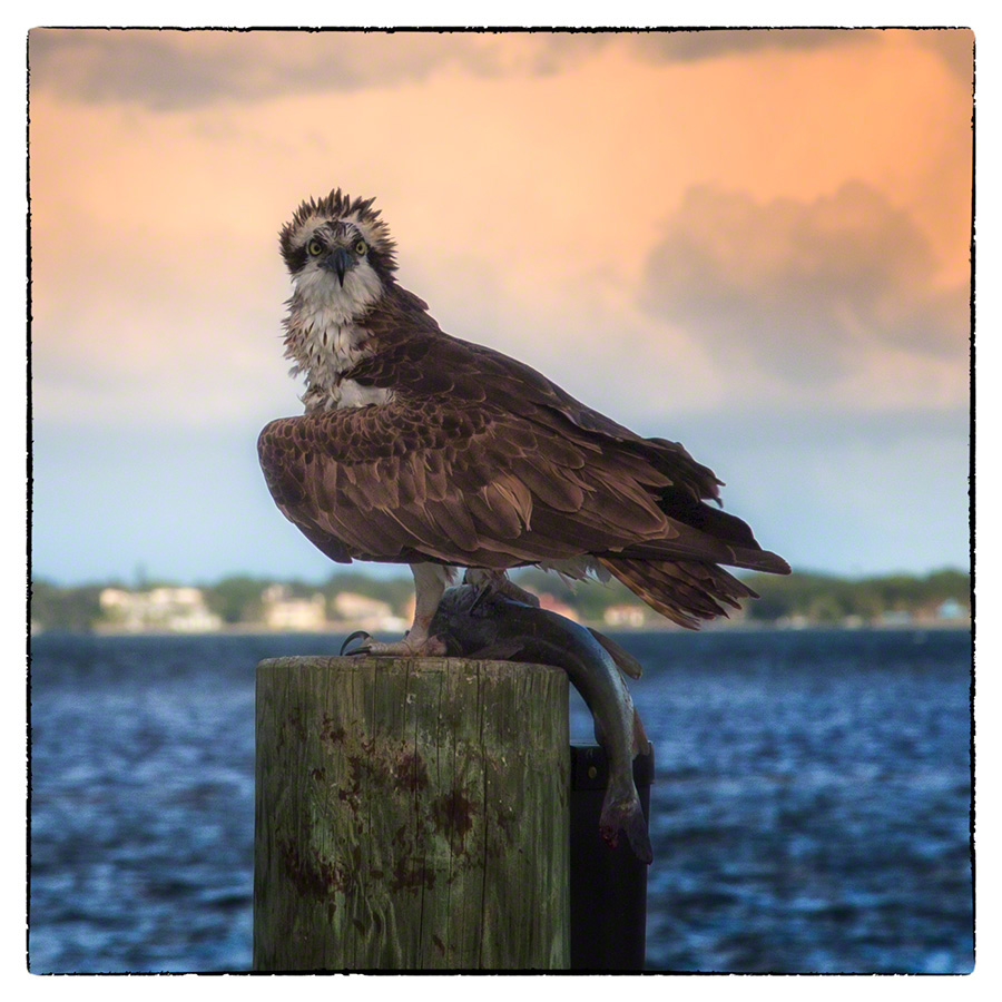 osprey with fish on piling