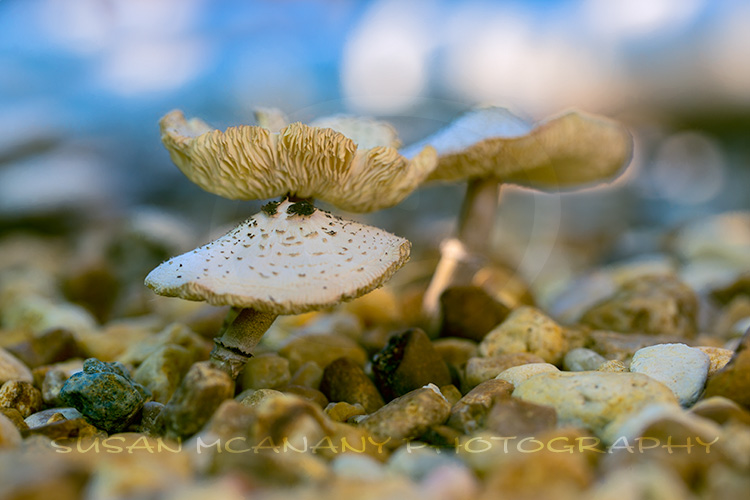 macro photography and mushrooms