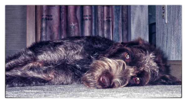 wirehaired pointing griffon phoyo
