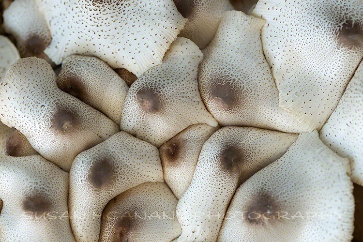 macro photography and mushrooms