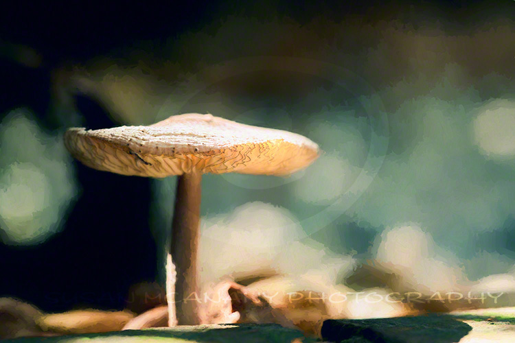 macro photograpy with mushroom