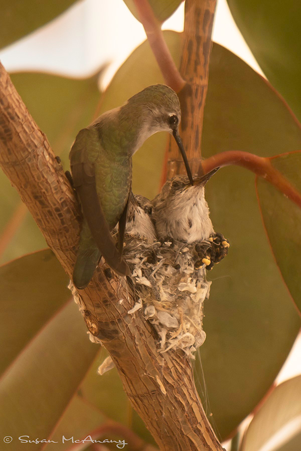 Female hummingbird feeding her chicks.