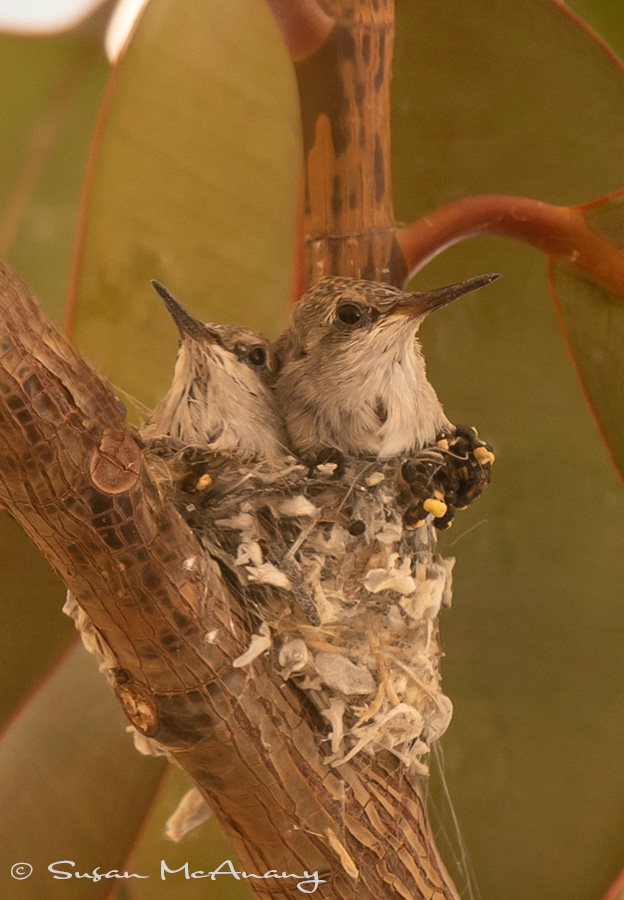 Two hummingbird chicks in nest.